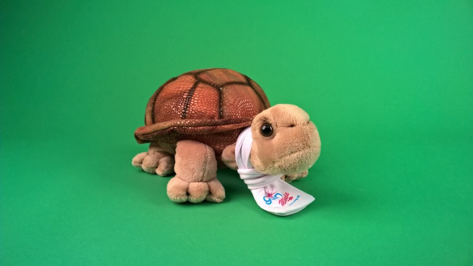 cuddly tortoise