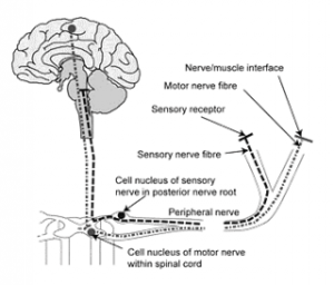 CIDP and associated chronic inflammatory neuropathies - GAIN